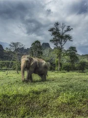 An elephant walks on the grass.