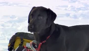 Für die beiden einjährigen Lawinenhunde, Bordercollie Cami und Labrador Spike, geht es weiter mit der Ausbildung in den Schweizer Alpen. Neben Ausgrabungsarbeiten in meterhohen Schneemassen stehen Skilift fahren und Abfahrt auf dem Programm.