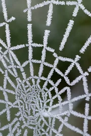 Spinnennetz