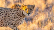 Cheetah in the Etosha National Park, Namibia's greatest wildlife reserve