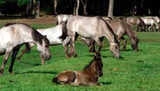 Die meiste Zeit des Tages verbringen die Dülmener Wildpferde, die nur in strengen Wintern zugefüttert werden, mit Grasen. Die Fohlen dagegen, die sich hauptsächlich von Milch ernähren, haben viel Zeit.