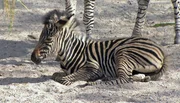 ARD/NDR LEOPARD, SEEBÄR & CO., FOLGE 151. So viel Stress in der Herde strengt auch Zebrababy Jule an.