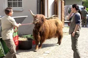 Tierpfleger Conny (Thorsten Wolf, l.) hat Mühe, die aufgeregt Kuh Mathilda zu bändigen. Dr. Susanne Mertens (Elisabeth Lanz, r.) versucht telefonisch Dr. Fährmann zu erreichen, der das Keulen der Kuh verhindern könnte.