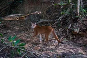 Viele Wildtiere wie Pumas sind zurückgekehrt, nachdem auf einer ehemaligen Farm in Brasilien wieder Wald wachsen durfte. Viele Wildtiere wie Pumas sind zurückgekehrt, nachdem auf einer ehemaligen Farm in Brasilien wieder Wald wachsen durfte.