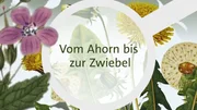 Vom Ahorn bis zur Zwiebel Vom Ahorn bis zur Zwiebel