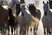 Alljährlich werden die halbwild lebenden Mesteño-Stuten und ihre Fohlen zusammengetrieben. Alljährlich werden die halbwild lebenden Mesteño-Stuten und ihre Fohlen zusammengetrieben.