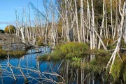 Überleben in der Heisszeit Pflanzen und Tiere Versunkene Bäume im Permafrost