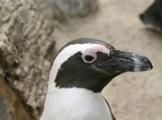 Ein Brillenpinguin. Ein Brillenpinguin.