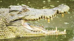 Salzwasserkrokodile lauern nicht nur im S&uuml;&szlig;wasser auf Beute - sie k&ouml;nnen auch im Salzwasser &uuml;berleben ... und gehen im offenen Ozean auf Jagd.