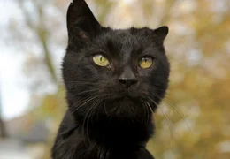ARD DAS GL&Uuml;CK IST EINE KATZE, Deutschland 2010, Regie Matthias Steurer, am Donnerstag (09.05.13) um 11:30 Uhr im Ersten. Er hei&szlig;t mal "Puschi", mal "Lumpazi", vor allem bringt der Kater das Gl&uuml;ck in die Nachbarschaft.