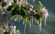 W&auml;hrend der Bl&uuml;te werden die Apfelb&auml;ume in S&uuml;dtirol zum Schutz vor Frost beregnet und es bilden sich bizarre Eisgebilde.