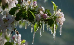 W&auml;hrend der Bl&uuml;te werden die Apfelb&auml;ume in S&uuml;dtirol zum Schutz vor Frost beregnet und es bilden sich bizarre Eisgebilde.