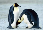 Das selten beobachtete Naturschauspiel inspirierte Luc Jacquet und seinen Kameramann Jerome Maison zu einer der spektakul&auml;rsten Tierdokumentationen, die jemals gedreht wurde.