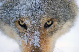 Jeder kennt die alten M&auml;rchen vom &bdquo;gro&szlig;en, b&ouml;sen Wolf&ldquo;: Diese Geschichten erz&auml;hlen jedoch nicht die ganze Wahrheit.