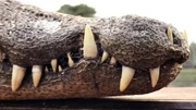 Close up photo of a caiman&rsquo;s lower jaw teeth poking up through its nostrils.