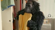 Steht mir das? Gorilla Benedict (Yaron Mesika) hat einen Sinn für Mode.