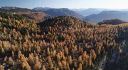 Totes Gebirge, Herbstwald.