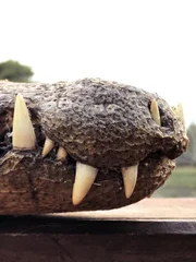 Close-up eines Caimans, dessen Unterkieferzähne durch die Nüstern hervorragen.