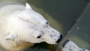 Die Eisbärin Katjuscha im Zoo Berlin ist bereits eine hochbetagte Dame und im Alter ein wenig schwierig geworden.