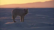 Polarwölfe leben ausschließlich in der Arktis - sie unterscheiden sich von anderen Wölfen durch die helle Farbe und das besonders weiche, dichte Fell.