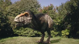 Tyrannosaurus Rex - die Ikone einer schrecklichen Echse. Auch ihn sollten wir uns heute nicht mehr ohne Federn vorstellen, sagen die Forscher.