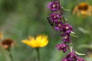 Wiesenmakro, Blumenwiese , Detail.