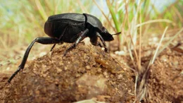A bug