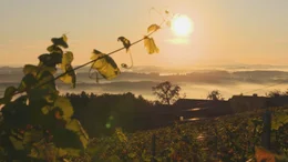 Weingarten im Herbst.