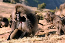 Afrika, &fnof;thopien, Simien Berge