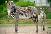 Ein Grevy-Zebra mit Jungtier im Tierpark Berlin.