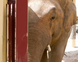 Elefant Kaavan