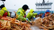 The Cornelia Marie crew sorts opies on the table.