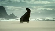 Während der Paarungszeit patrouillieren Neuseeländische Seelöwen den Strand. Sie halten Konkurrenten auf Abstand, die ihrem Harem zu nahe kommen könnten. Während der Paarungszeit patrouillieren Neuseeländische Seelöwen den Strand. Sie halten Konkurrenten auf Abstand, die ihrem Harem zu nahe kommen könnten.