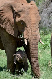 Ein Elefantenkalb mit seiner Mutter im Samburu Nationalpark, Kenia. Ein Elefantenkalb mit seiner Mutter im Samburu Nationalpark, Kenia.