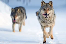 Ein Raubtier kehrt zur&uuml;ck: Die Wolfspopulation in Mitteleuropa steigt seit einigen Jahren langsam wieder an.