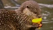 Der verspielte Otter Otto soll schwimmen lernen.