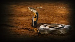 Snake.