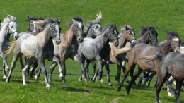 Lipizzaner.