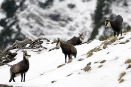 Universum "Im Reich der Hirsche". Von der Gro&szlig;wildfauna, die Mitteleuropa einst besiedelte, sind heute nur noch Reste verblieben. Neben dem Braunb&auml;ren in den Karpaten und in den Ostalpen, sowie dem Elch und dem noch in Polen vorkommenden Wisent, ist der Rothirsch die gr&ouml;&szlig;te und am weitesten verbreitete Wildtierart in Mitteleuropa. Diese Dokumentation wird ein neu geborenes Hirschkalb ein ganzes Jahr &uuml;ber begleiten und einmalige Einblicke in das Verhalten und den Lebensraum der stattlichen Tiere pr&auml;sentieren. Im Bild: Gamswild.