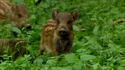 Wildschweinfrischling