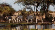 Wanderzebras machen an einer Wasserstelle im Nxai Pan National, Botswana, Halt, um zu trinken. Wanderzebras machen an einer Wasserstelle im Nxai Pan National, Botswana, Halt, um zu trinken.