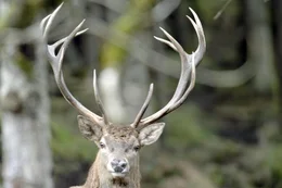Hirsch.