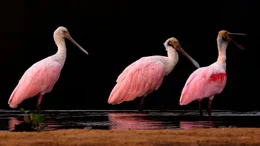 Im Pantanal gibt es &uuml;ber 400 verschiedene Vogelarten. Ein besonders bizarrer Vogel ist der Rosa L&ouml;ffler.