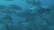 Dieses Bild muss sich dem Meeresbiologe Jacques-Yves Cousteau geboten haben, als er diese bedeutende Ökoregion "das Aquarium der Welt" taufte: ein natürliches Becken voller diverser Meerestiere.