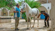 Araberpferde sind sehr sensible Tiere und der Umgang mit ihnen erfordert Feingefühl. Die Princess Alia Foundation kümmert sich um den Fortbestand der edlen Tiere.
