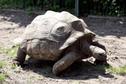 Im Tierpark machen die Riesenschildkr&ouml;ten ihrem Namen alle Ehre &ndash; sie sind mittlerweile so gro&szlig; geworden, dass sie langsam nicht mehr durch die T&uuml;r passen!