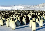 Die Pinguine versammeln sich zu einer gro&szlig;en Gruppe und marschieren wie auf ein geheimes Zeichen los. Ohne die Tiere zu st&ouml;ren, folgt die Kamera ihnen auf Augenh&ouml;he.
