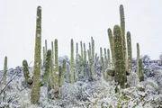 Gelegentlich m&uuml;ssen Saguaro-Kakteen sogar Schneef&auml;llen trotzen, wie hier in der Sonora-W&uuml;ste.