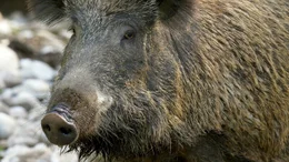 Wildschwein.