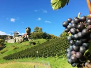 Burg Deutschlandsberg mit Weingarten.